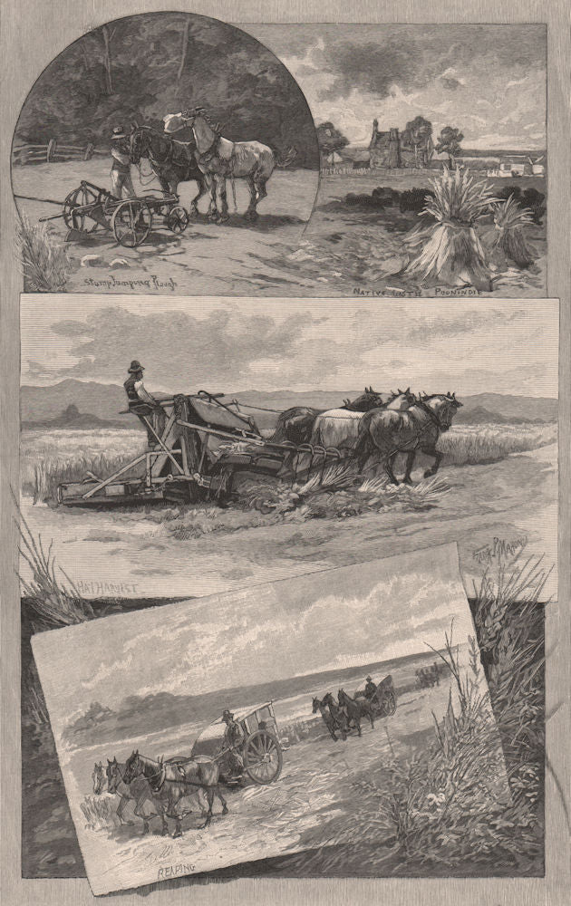 Harvesting in SOUTH AUSTRALIA 1888 old antique vintage print picture